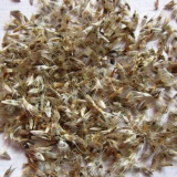 Chrysanthemums: как изглеждат семената при сеитба на разсад, сеитба, снимка